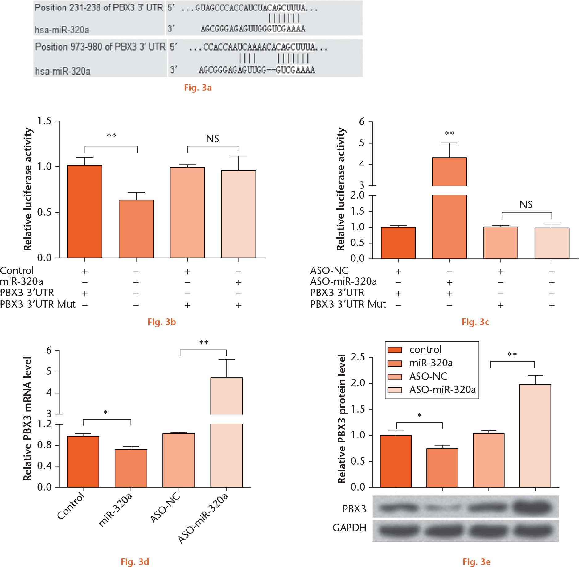  
            PBX3 was a directed target of miR-320a. (a) microRNA.org database was used to predict the target genes of miR-320a. (b) miR-320a or (c) ASO-miR-320a was co-transfected with the pMIR-Report vector containing full length PBX3 3’-UTR or a mutated seed site within pMIR-PBX3 into C28/I2 cells. Subsequently, a dual-luciferase reporter assay was performed. miR-320a or ASO-miR-320a was transfected into C28/I2 cells, and the (d) mRNA and (e) protein level expression of PBX3 were detected by RT-PCR and Western blot analysis, respectively. NS, no significance; *, p < 0.05; **, p < 0.01. Statistical analysis was performed using two-tailed paired t-test.
          