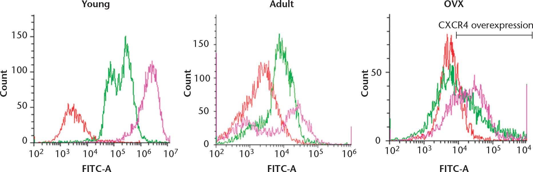 Fig. 2 
            Flow cytometry showing the chemokine receptor type 4 (CXCR4) expression of mesenchymal stem cells (MSCs) from young, adult control and ovariectomised (OVX) rats. The histograms show a comparison between the isotype control (red), CXCR4 expression in uninfected MSCs (green) and the over-expression of CXCR4 after transfection with the adenovirus (pink).
          