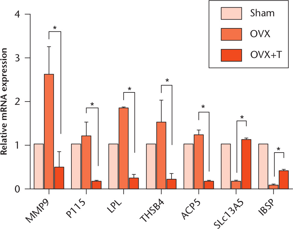 Fig. 2 
          The validation of microarray by quantitative reverse transcription-polymerase chain reaction (RT-qPCR). Total RNAs of primary osteoblasts from sham, ovariectomized (OVX) and ovariectomized plus exercise (OVX+T) groups were collected and subjected to RT-qPCR analysis. The relative expression of indicated genes was calculated by setting the sham RNA level equal to 1. *p < 0.05.
        