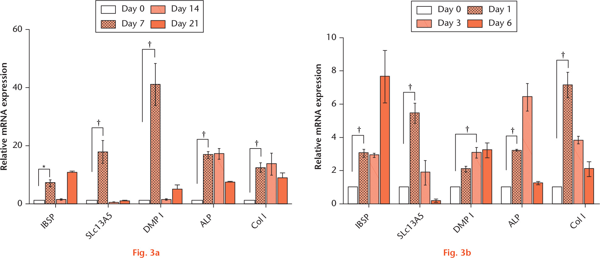  
          IBSP and SLc13A5 mRNA expressed during osteogenesis in vitro. a) MC3T3-E1 and b) 7F2 were cultured with and without differentiation medium. The total RNA was isolated at the indicated timepoint and subjected to RT-qPCR analysis. The relative expression was first normalized to that at each timepoint without differentiation medium and then the RNA level at day 0 was set equal to 1. The expression of DMP-1, ALP, and Col I were as positive controls for osteoblast (OB) differentiation. *p < 0.05. †p < 0.01.
        