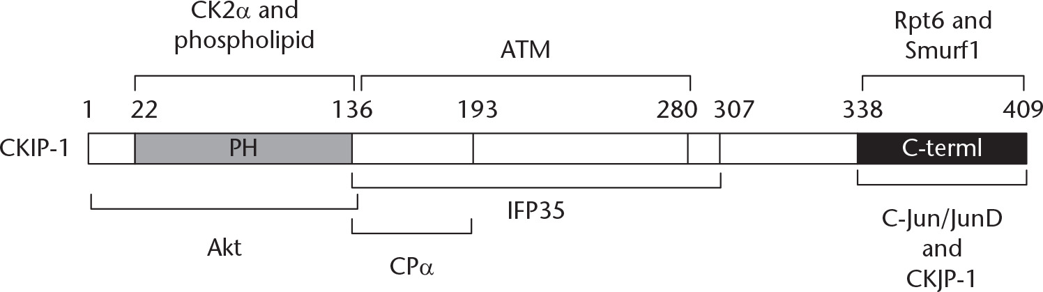 Fig. 1 
          Illustration of CKIP-1 binding regions and interacting proteins. CKIP-1, Casein kinase 2-interacting protein-1; CK2a, The a-subunit of casein kinase 2; PH, Pleckstrin homology; Akt, A serine/threonine-specific protein kinase; ATM, Ataxia-telangiectasia mutated; CPa, The a-subunit of Capping protein; IFP35, Interferon-induced 35-kDA protein; Smurf1, Smad ubiquitination regulatory factor 1; C-Jun/JunD, A protein that in humans is encoded by the JUN gene.
        