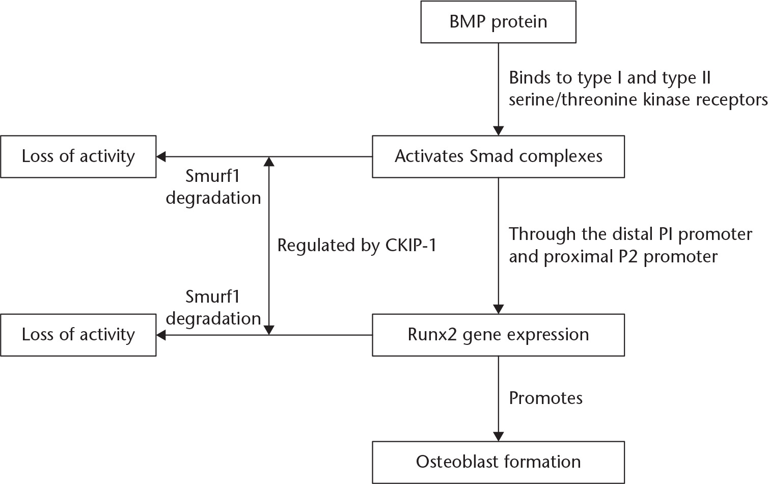 Fig. 2 
          The mechanism of action of CKIP-1 in regulating bone formation through the BMP pathway. BMP, Bone morphogenetic protein; Smurf1, Smad ubiquitination regulatory factor 1; CKIP-1, Casein kinase 2-interacting protein-1; RUNX2, Runt-related gene 2.
        