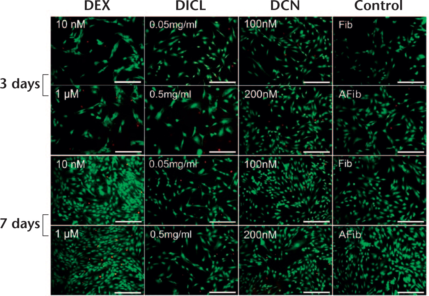 Fig. 1 
            Viability of cells cultured in different groups was analyzed by Live/Dead staining after three and seven days. Viable and non-viable cells were counted in each of five random fields of view for each well. Scale bars represent 200 mm (red, nucleus of non-viable cells; green, viable cells).
          