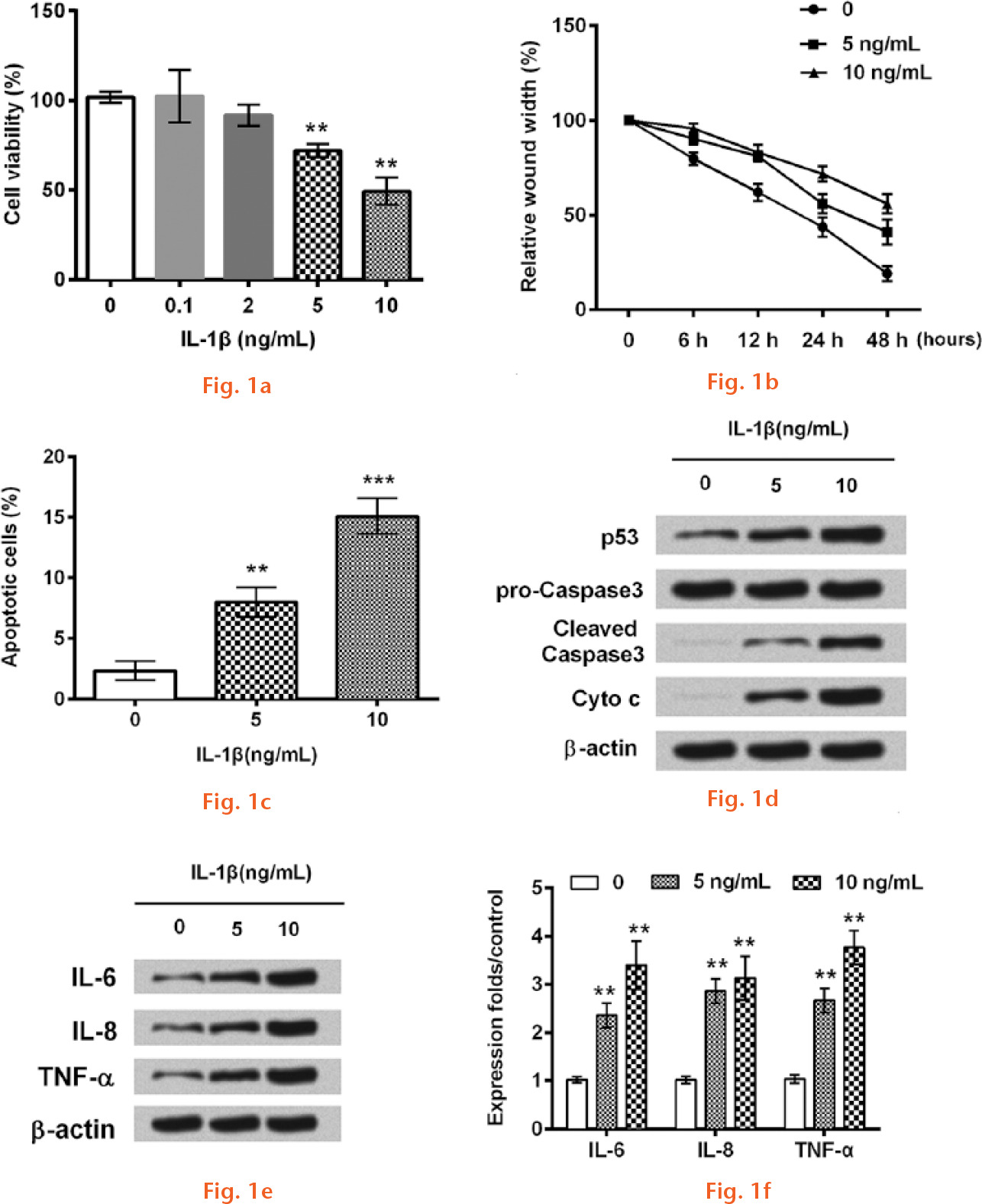  
            Interleukin (IL)-1β induced chondrocyte inflammation in vitro. The human chondrocyte cell line CHON-001 was administrated by different concentrations of IL-1β (0.1 ng/ml, 2 ng/ml, 5 ng/ml, and 10 ng/ml) to simulate inflammation. a) Graph showing the Cell Counting Kit-8 (CCK-8) analysis results of cell viability after IL-1β administration. b) Graph showing the relative wound width at different time points after IL-1β administration. c) Graph showing the relative apoptotic cells after IL-1β administration. The protein immunoblots of: d) apoptosis-related factors, including Cytochrome C (Cyto C), Caspase 3, and p53, in CHON-001 cells; and e) pro-inflammatory cytokines (IL-6, IL-8, and tumour necrosis factor (TNF)-α) by Western blot assay. f) Graph showing the relative expression levels of IL-6, IL-8, and TNF-α. β-actin acted as an internal control (**p < 0.01; ***p < 0.001).
          