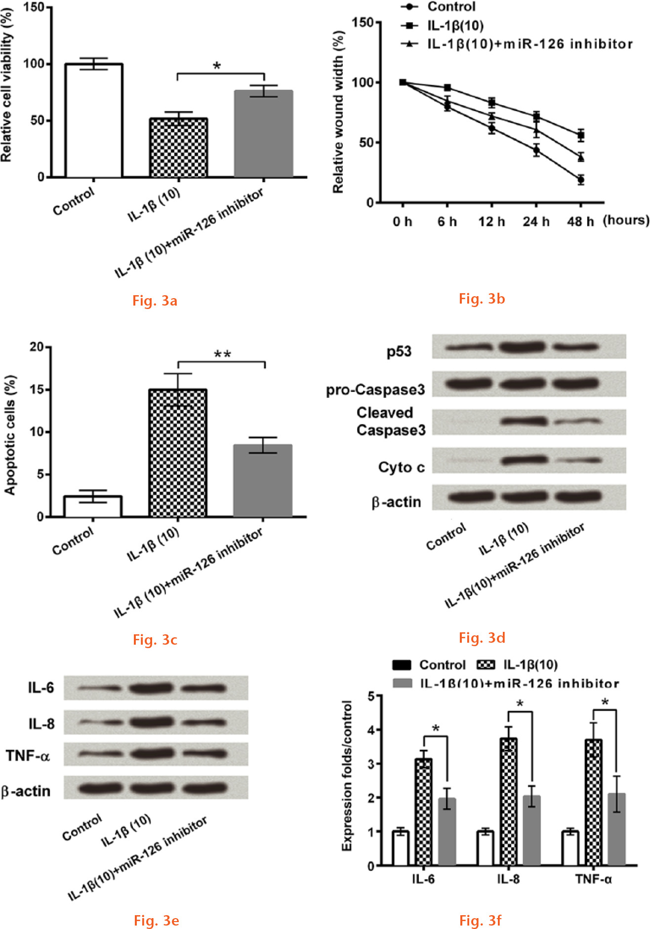  
            Inhibition of miR-126 reduced interleukin (IL)-1β-induced chondrocyte inflammation. The human chondrocyte cell line CHON-001 was administrated by IL-1β (10 ng/ml) and/or miR-126 inhibitor transfection: a) Graph showing the Cell Counting Kit-8 (CCK-8) analysis results of cell viability. b) Graph showing the relative wound width at different timepoints. c) Graph showing the relative apoptotic cells number of CHON-001 cells. The protein immunoblots of: d) apoptosis-related factors, including Cytochrome C (Cyto C), Caspase 3, and p53, in CHON-001 cells; and e) pro-inflammatory cytokines (IL-6, IL-8, and tumour necrosis factor (TNF)-α) by Western blot assay. f) Graph showing the relative expression levels of IL-6, IL-8, and TNF-α. β-actin acted as an internal control (*p < 0.05; **p < 0.01).
          