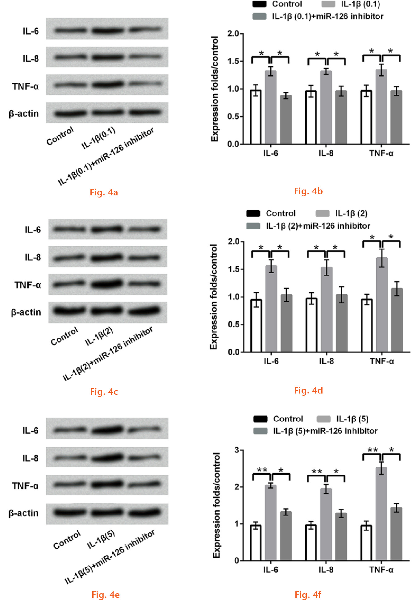  
            Inhibition of miR-126 reduced the expression levels of pro-inflammatory factors in interleukin (IL)-1β-injured CHON-001 cells. The human chondrocyte cell line CHON-001 was administrated by IL-1β (0.1 ng/ml, 2 ng/ml, 5 ng/ml, or 10 ng/ml) and/or miR-126 inhibitor transfection. a), c), and e) The protein immunoblots of pro-inflammatory cytokines (IL-6, IL-8, and TNF-α) by Western blot assay. b), d), and f) Graphs showing the relative expression levels of IL-6, IL-8, and TNF-α. β-actin acted as an internal control (*p < 0.05; **p < 0.01).
          