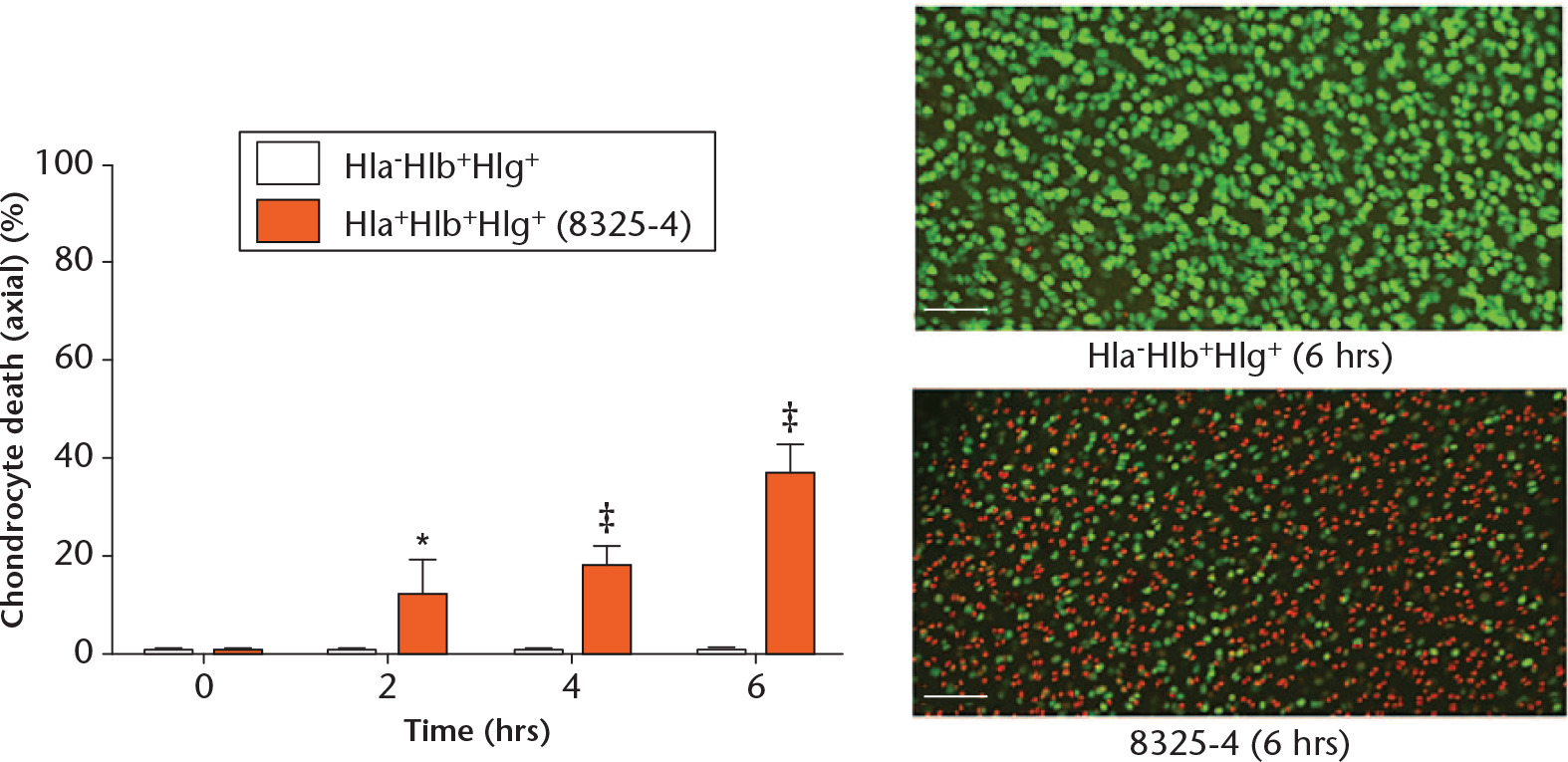 Fig. 5 
            Graph showing that alpha-haemolysin (Hla) alone affected in situ chondrocyte viability. Osteochondral explants cultured with Hla-Hlb+Hlg+ supernatant were compared with those cultured with 8325-4 supernatant. The only difference between the two culture supernatants was the presence or absence of Hla. There was significant chondrocyte death at each timepoint in explants exposed to the 8325-4 supernatant in comparison with those exposed to the Hla-Hlb+Hlg+ supernatant (N = 4 (n = 8); *p < 0.05; ‡p < 0.001 by unpaired Student’s two-tailed t-test). The confocal laser-scanning microscopy images display the influence of Hla on in situ chondrocyte viability.
          