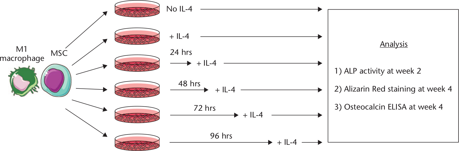 Fig. 1 
            Schematic demonstrating experimental methodology. Proinflammatory macrophages (M1s) were plated with mesenchymal stem cells (MSCs), at which point interleukin (IL)-4 was added immediately, after 24 hours, after 48 hours, after 72 hours, or after 96 hours. Controls included M1s cultured with MSCs with no IL-4 added, a negative control (MSCs alone in nonosteogenic growth media, not shown), and a positive control (MSCs alone in mixed osteogenic-macrophage media, not shown). Osteogenesis outcome measures included alkaline phosphatase (ALP) activity at two weeks, Alizarin Red staining at four weeks, and osteocalcin secretion at four weeks. ELISA, enzyme-linked immunosorbent assay.
          