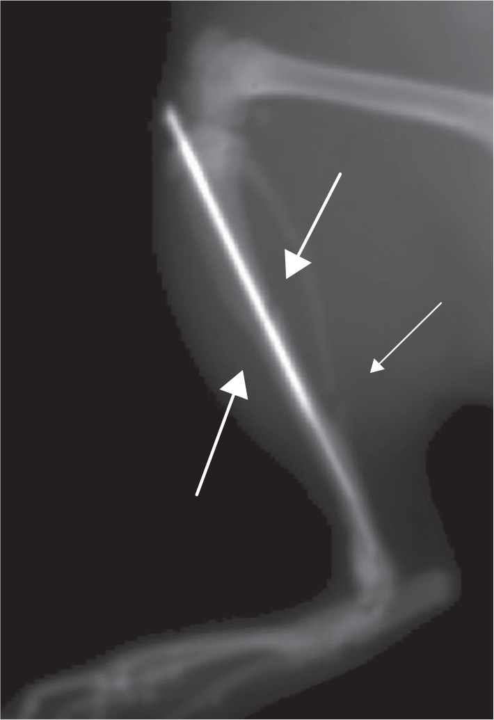 Fig. 4 
            Representative lateral radiograph at baseline showing a short oblique tibial fracture (large arrows) fixed with an intramedullary nail and concomitant fibular fracture (small arrow). Specimen from the control group.
          