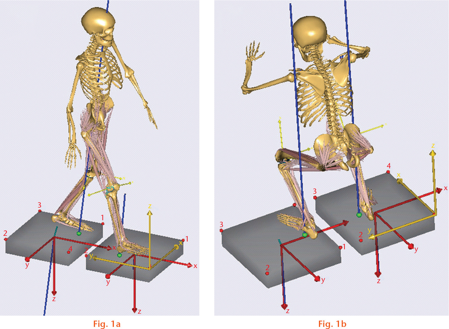 Fig. 1 
            Schematic of subject-specific musculoskeletal models during a) gait and b) squat loading conditions.
          