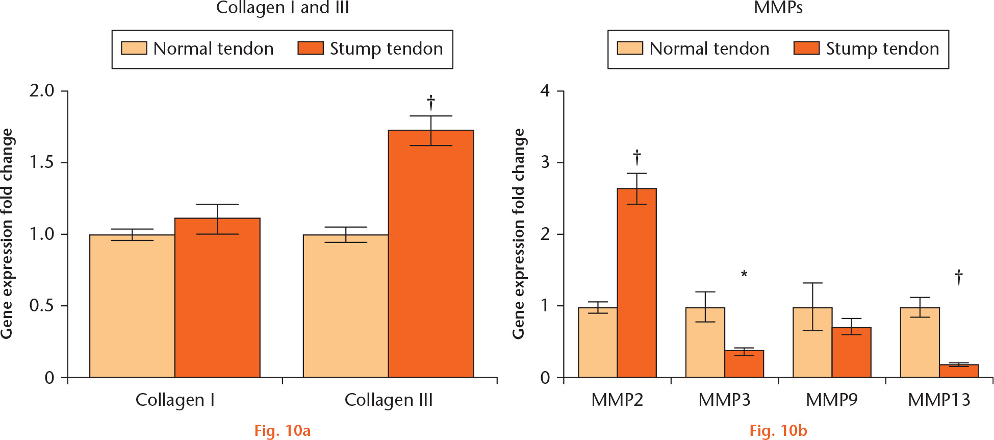 Fig. 10 
            Gene expression of collagens I and III and matrix metalloproteinases (MMPs) in stump and normal tendon-derived stem cells (TDSCs). a) The stump TDSCs had significantly higher collagen III gene expression than normal TDSCs, but not collagen I. b) Stump TDSCs had significantly higher MMP2 gene expression than normal TDSCs but significantly lower MMP3 and MMP13 gene expression than normal TDSCs. The polymerase chain reaction data are expressed as means and standard errors of six samples (n = 6) in triplicate and normalized to normal TDSC. *p < 0.05; †p < 0.01 (unpaired Student’s t-test).
          