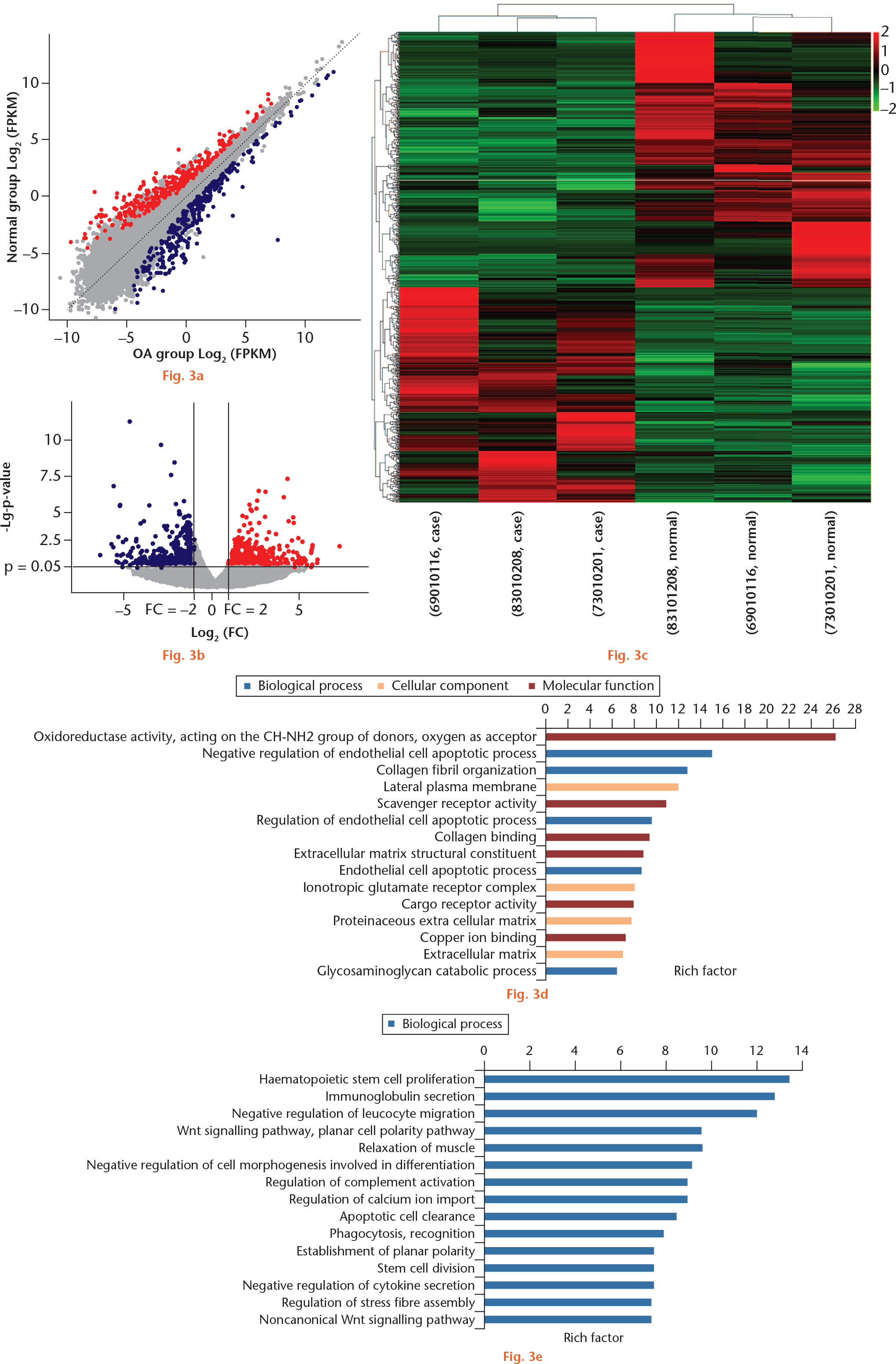 Fig. 3 
            Differentially expressed genes (DEGs) in whole-transcriptome sequencing of osteoarthritic (OA) and normal tissue of knee articular cartilage. a) Scatter plot of messenger RNA (mRNA) expression. The mRNAs, represented as red points (high level) and blue points (low level), indicated a more than two-fold change of mRNAs between control normal and OA cartilage samples. b) Volcano plot of the differentially expressed mRNAs. The red points (high level) and blue points (low level) in the plot represent the differentially expressed mRNAs with statistical significance. c) Hierarchical clustering shows a difference in mRNA expression profile between the two groups and homogeneity within groups. d) The top 15 highest enriched gene ontology (GO) terms for downregulated mRNAs in the intact cartilage. e) The top 15 highest enriched GO terms for upregulated mRNAs in the intact cartilage. FPKM, fragments per kilobase of transcript per million mapped reads; FC, fold change; ESCRT, endosomal sorting complexes required for transport; cAMP, cyclic adenosine monophosphate.
          