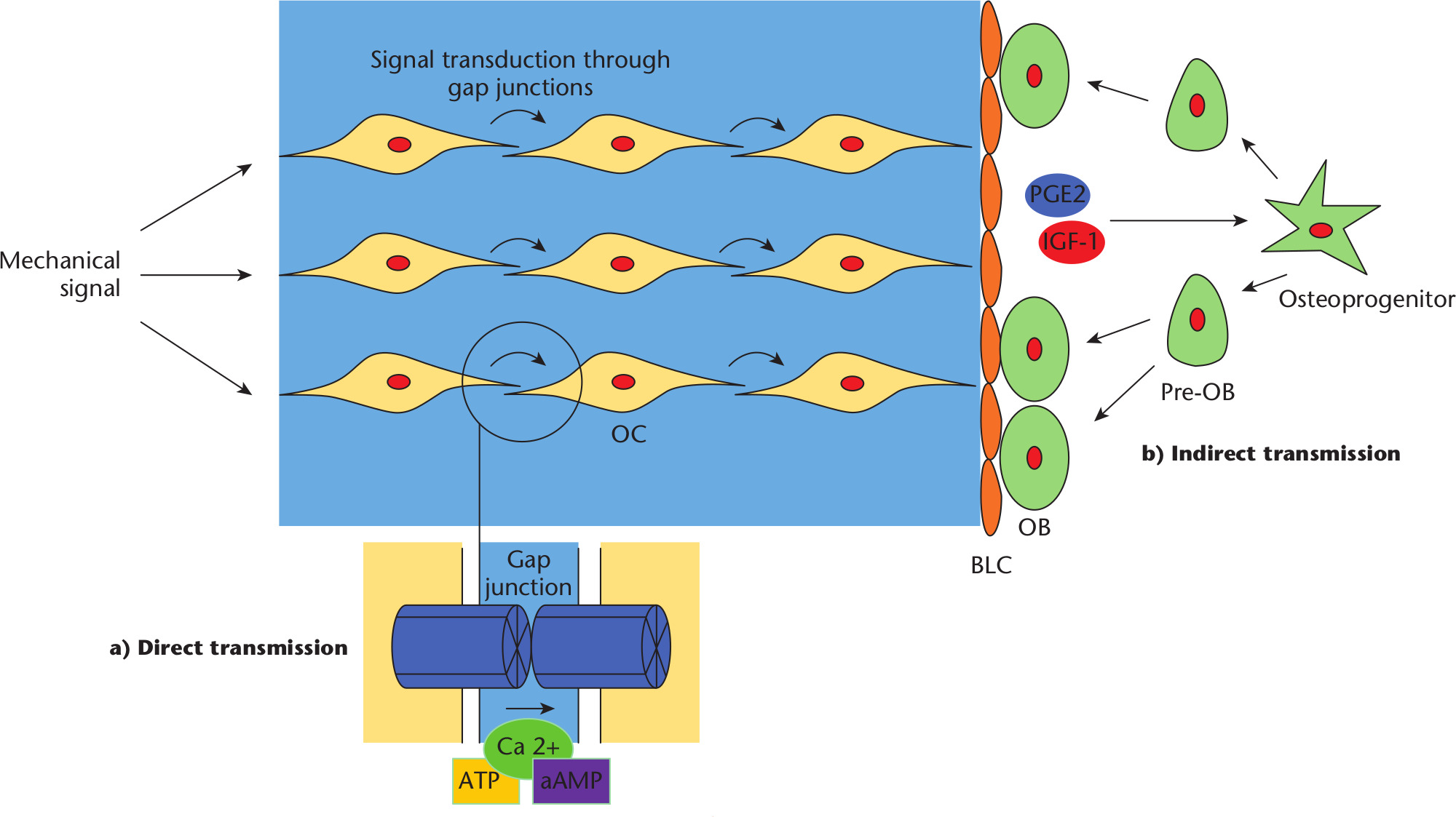 Fig. 4 
            Transmission of signal. a) Direct transmission: gap junctions form between adjacent connexins on cell membranes, allowing the passage of small molecules such as calcium, adenosine triphosphate (ATP) and cyclic adenosine monophosphate (cAMP). This propagates mechanotransductive signals through the network of osteocytes to the bone lining cells (BLCs). b) Indirect transmission: BLCs release paracrine factors including prostaglandin E2 (PGE2) and insulin-like growth factor 1 (IGF-1), stimulating osteoprogenitor cells to differentiate in preosteoblasts and subsequently osteoblasts. These new osteoblasts attach to the bone surface and produce new bone matrix.
            Ca2+, calcium; OB, osteoblast; OC, osteoclast. Adapted with permission from Duncan RL, Turner CH. Mechanotransduction and the functional response of bone to mechanical strain. Calcif Tissue Int. 1995;57(5):344-358.
          