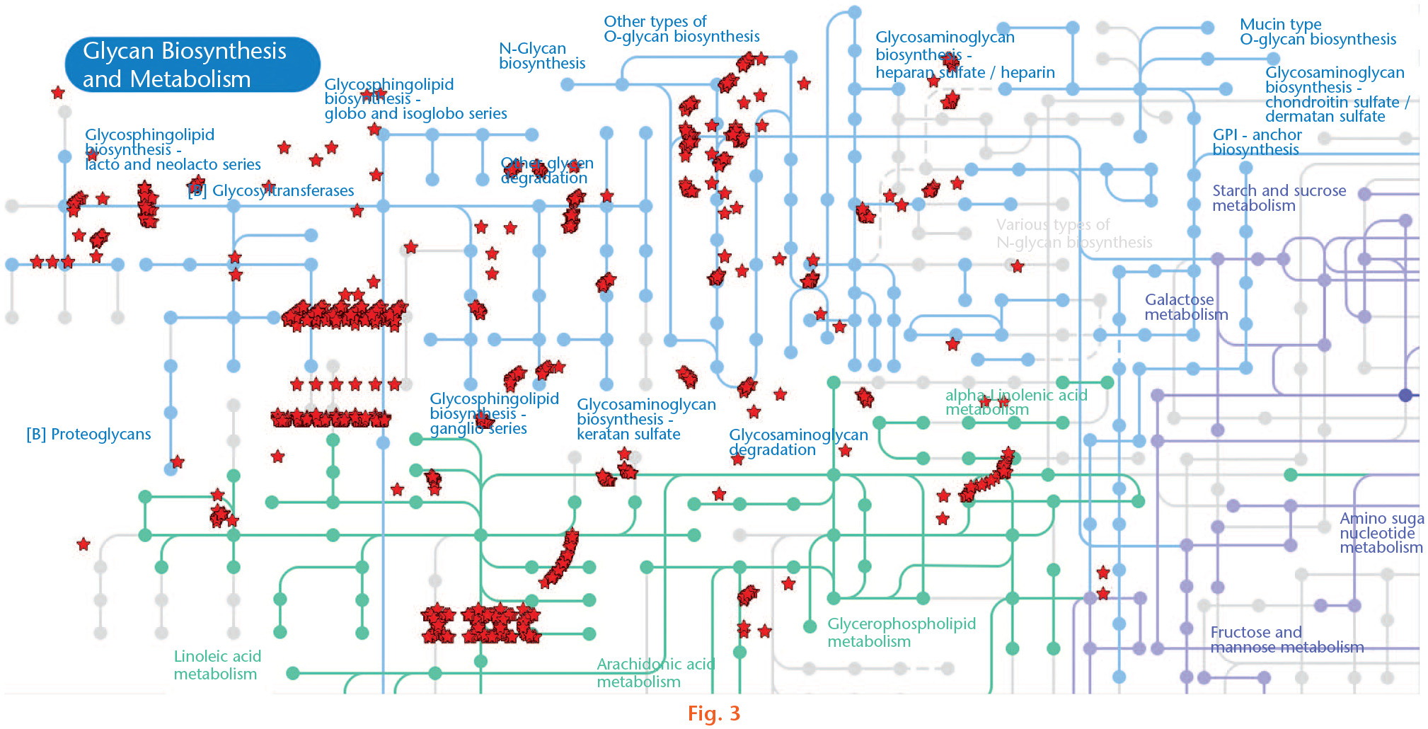 Fig. 3 
            Upregulation of the metabolic pathway glycan biosynthesis and metabolism by physical exercise. The image shows the Kyoto Encyclopedia of Genes and Genomes (KEGG) pathway in which 61 upregulated genes were associated using the DAVID Bioinformatics Resources 6.8 platform (Laboratory of Human Retrovirology and Immunoinformatics, Frederick, Maryland, USA).
          
