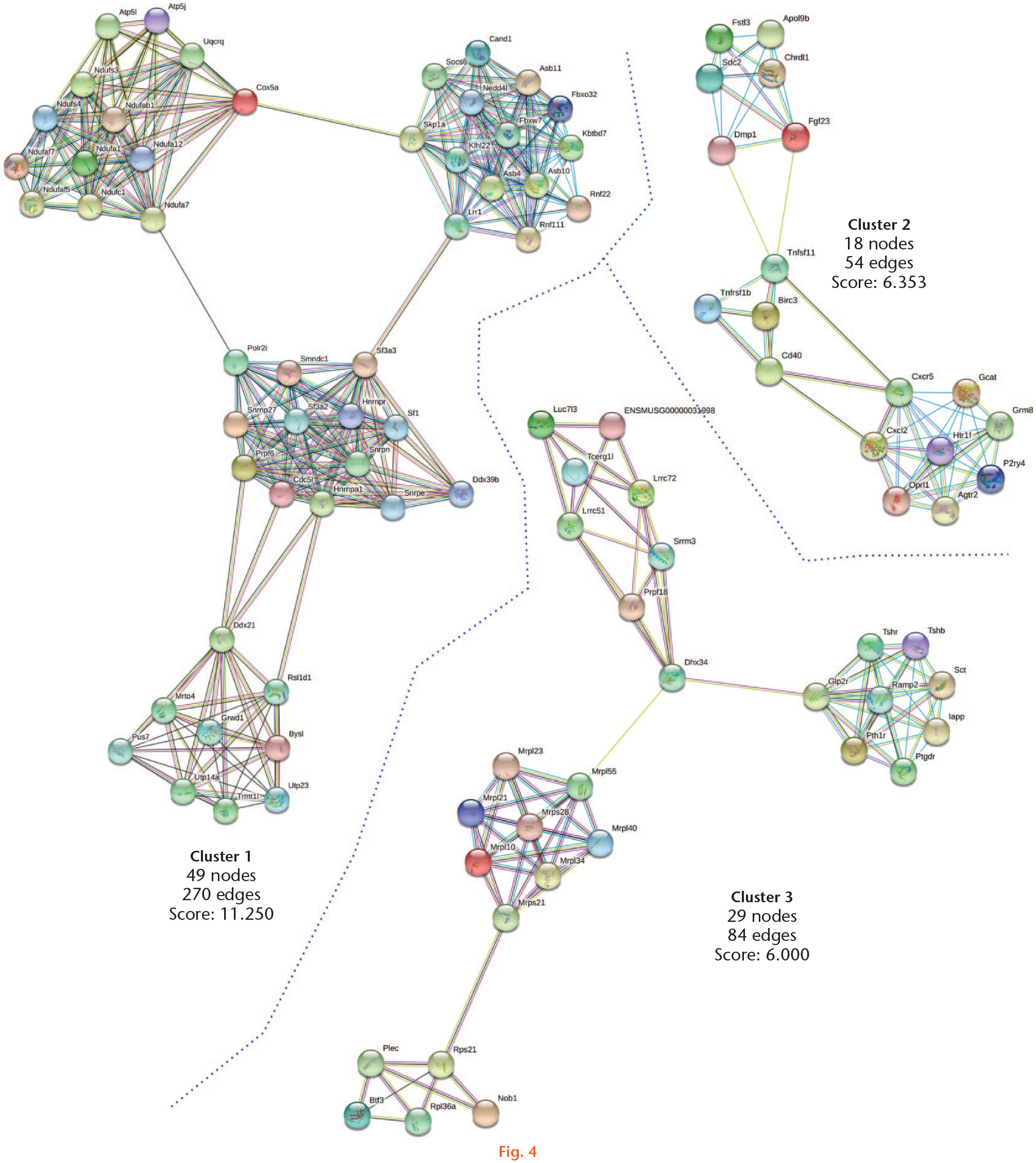 Fig. 4 
            Protein-protein interactions of upregulated genes by physical exercise. Upregulated genes (Z-score ≥ 1.5 SD) were analyzed on the STRING and Cytoscape platforms. The primary clusters of subnetworks were obtained using the Molecular Complex Detection (MCODE) complement (cut-off = 0.3). Line colour indicates the type of interaction evidence; coloured nodes indicate query proteins and first shell of interactors; white nodes indicate second shell of interactors.
          