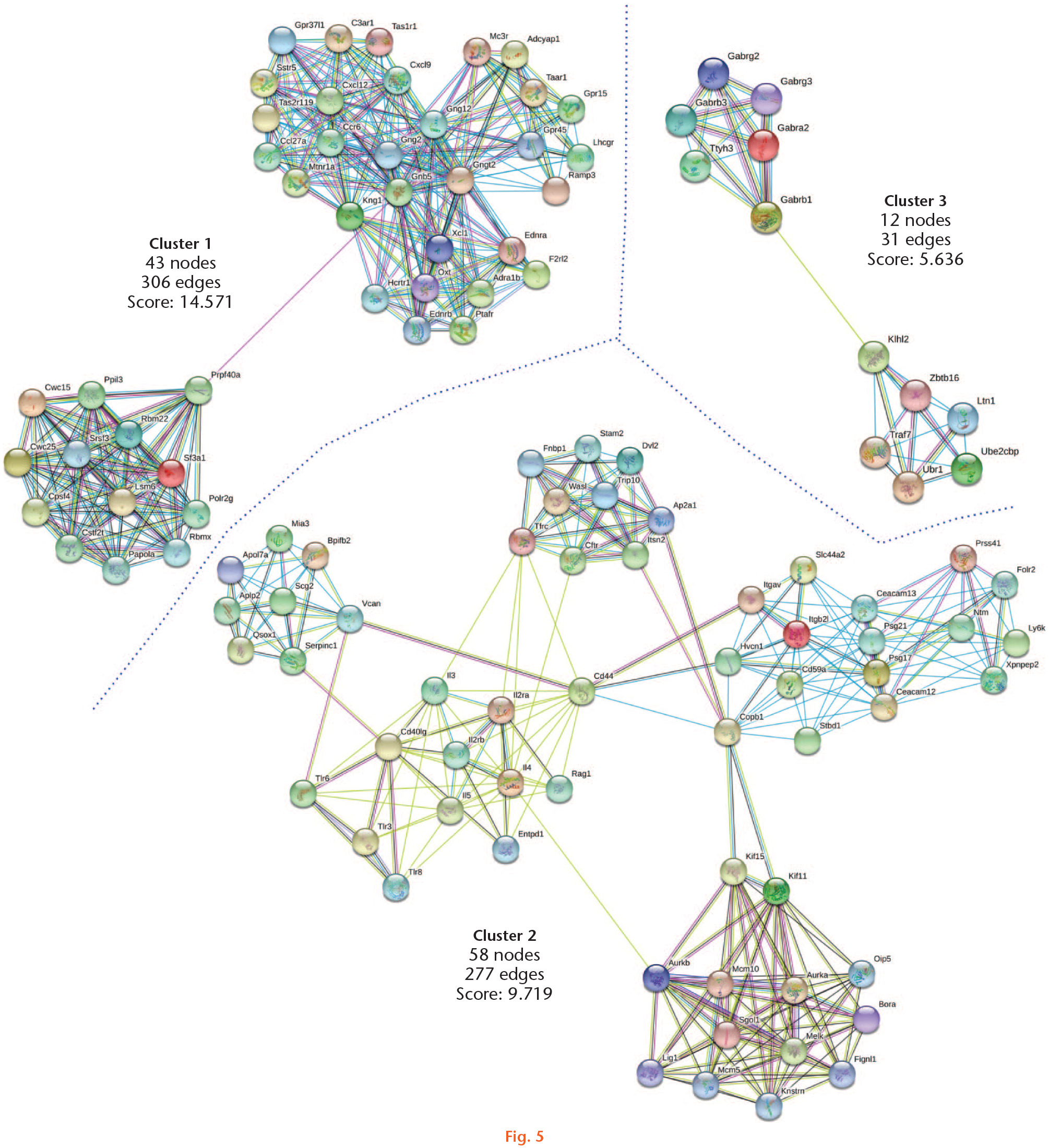 Fig. 5 
            Protein-protein interactions of downregulated genes by physical exercise. Downregulated genes (Z-score ≥ 1.5 SD) were analyzed on the STRING and Cytoscape platforms. The primary clusters of subnetworks were obtained using the Molecular Complex Detection (MCODE) complement (cut-off = 0.3). Line colour indicates the type of interaction evidence; coloured nodes indicate query proteins and first shell of interactors; white nodes indicate second shell of interactors.
          