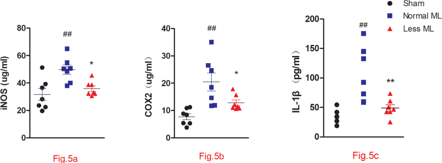Fig. 5 
            Less mechanical loading (ML) ameliorates joint inflammation in an osteoarthritis (OA) rat. Enzyme-linked immunosorbent assay (ELISA) experiment revealed that the concentrations of a) cyclooxygenase-2 (COX-2), b) inducible nitric oxide synthase (iNOS), and c) interleukin 1β (IL-1β) in the less ML group were significantly lower than those in the normal ML group. Values are presented as mean and standard error of the mean (SEM). One-way analysis of variance (ANOVA) was used, *p < 0.05; †p < 0.01, between OA rats with normal and less ML; ‡p < 0.01, between sham controls and OA rats with normal ML.
          