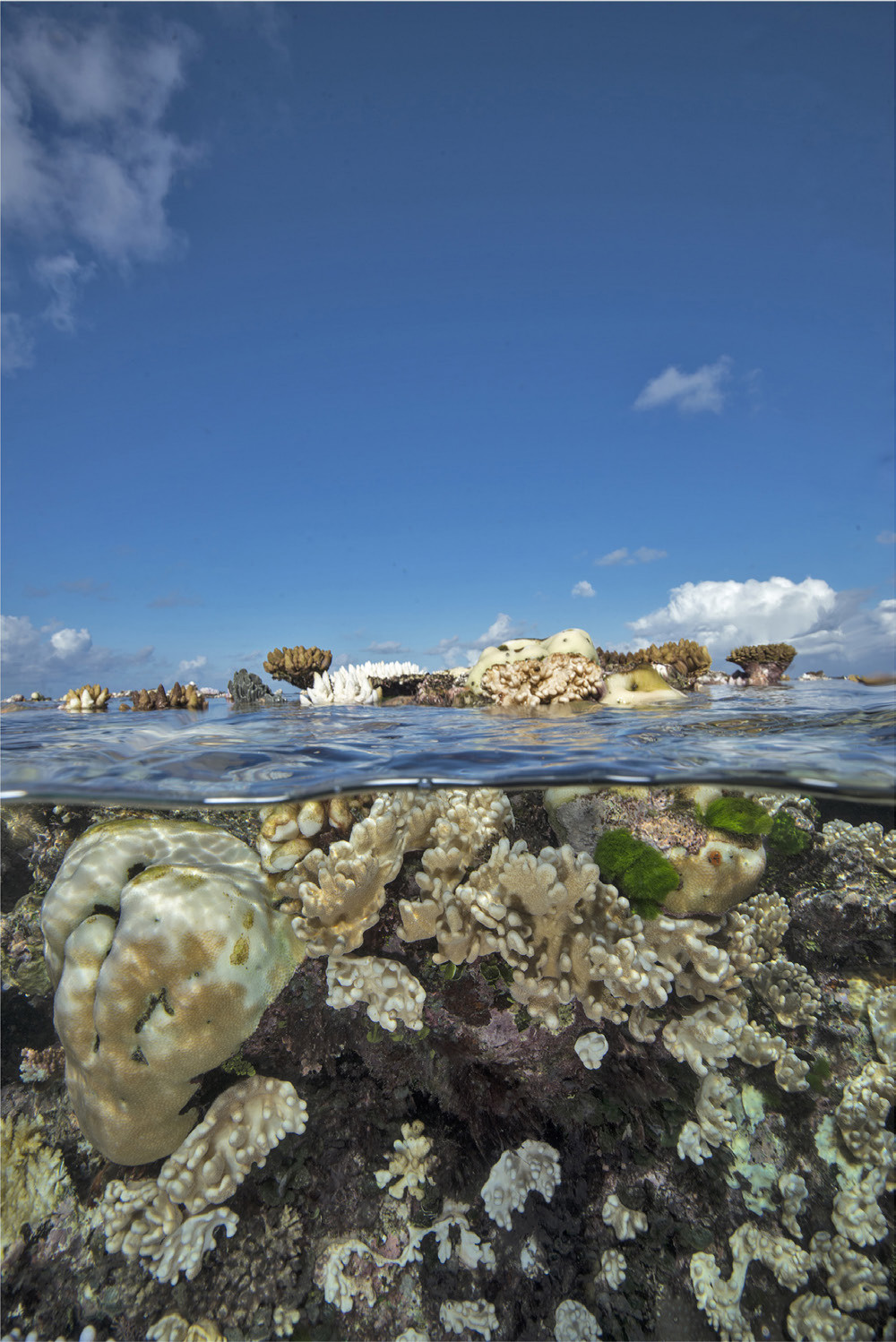 Fig. 7 
            Image of a bleached coral reef in the Great Barrier Reef, courtesy of Jayne Jenkins, reproduced with permission.
          