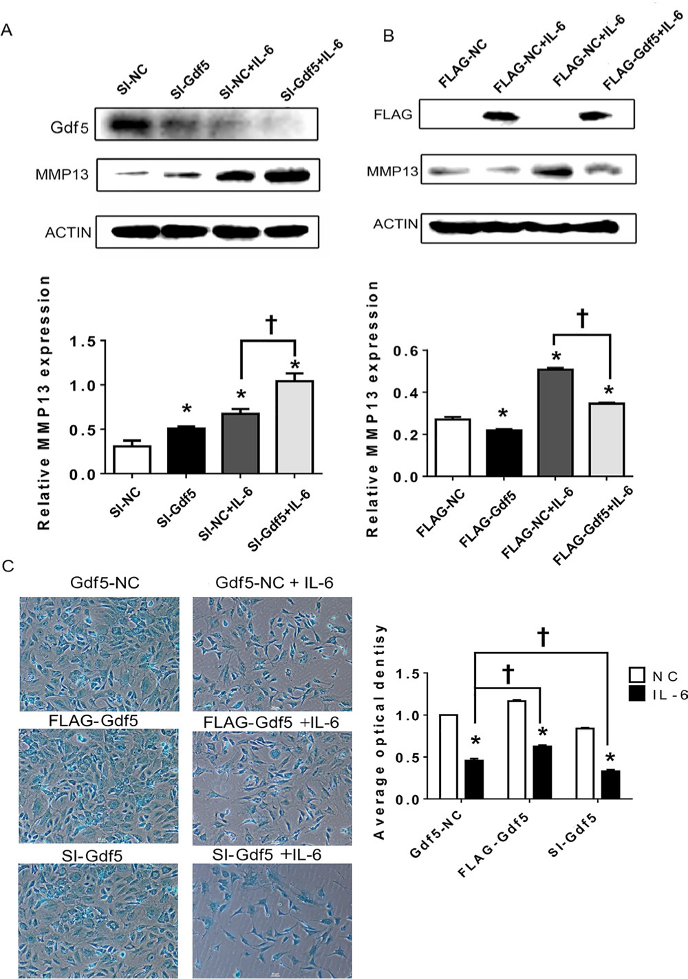 Fig. 7 
            Growth differentiation factor 5 (Gdf5) stimulation decreases matrix metalloproteinase 13 (MMP13) expression and extracellular matrix (ECM) production by mandibular condylar chondrocytes (MCCs). a) and b) Protein levels of MMP13 in chondrocytes transfected with Gdf5 siRNA (si-Gdf5) or flag-Gdf5 and their corresponding negative control constructs with or without interleukin-6 (IL-6) stimulation. c) Images (magnification: 100×) of alcian blue staining and calculation of the corresponding average optical density (AOD) values in MCCs transfected with si-Gdf5 or flag-Gdf5 with or without IL-6 stimulation. The data are presented as the means ± SDs (n = 3). One-way analysis of variance (ANOVA) with Tukey’s post hoc test was used to identify significant differences in multiple comparisons. The asterisk (*) and dagger symbols (†) indicate p-values of < 0.05. *Comparing between NC and other groups; †comparing between Gdf5-NC (SI-NC or FLAG-NC)+IL-6 group and FLAG-Gdf5+IL-6 or SI-Gdf5+IL-6 group. NC, control.
          