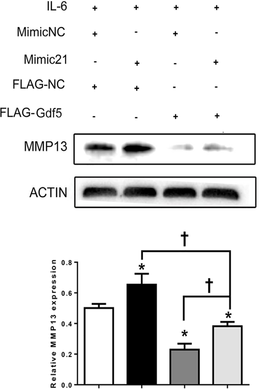 Fig. 8 
            Growth differentiation factor 5 (Gdf5) reverses the microRNA miR21-5p (MiR21)-induced upregulation of matrix metalloproteinase 13 (MMP13). Mandibular condylar chondrocytes (MCCs) were transfected first with mimic-21 or control vector and then with flag-Gdf5 or flag-control to evaluate changes in MMP13 expression under induction by interleukin-6 (IL-6). The data are presented as the means ± SDs (n = 3). One-way analysis of variance (ANOVA) with Tukey’s post hoc test was used to identify significant differences in multiple comparisons. The asterisk (*) and dagger (†) symbols indicate p-values < 0.05. *Comparing between NC and other groups; †comparing between Mimic 21+Flag-Gdf5+IL-6 and Flag-Gdf5+IL-6 or Mimic 21+IL-6 group. NC, control.
          