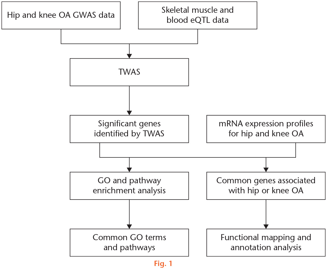 Fig. 1 
            Detailed flowchart of the study design. eQTL, expression quantitative trait locus; GO, gene ontology; GWAS, genome-wide association study; mRNA, messenger RNA; OA, osteoarthritis; TWAS, transcriptome-wide association study.
          