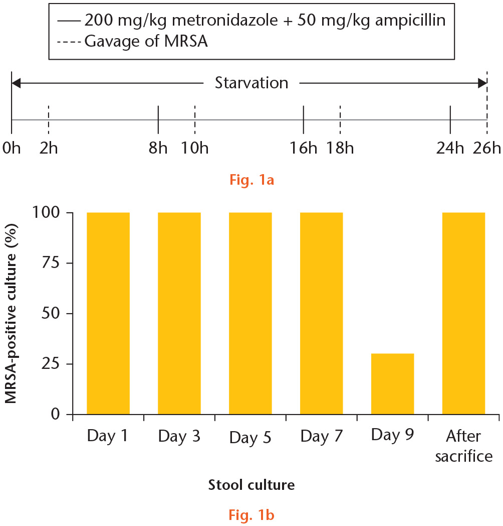 Fig. 1 
            a) A schematic protocol of methicillin-resistant Staphylococcus aureus (MRSA) intestinal colonization. Rats received oral gavage of 200 mg/kg metronidazole and intramuscular injection of 50 mg/kg ampicillin every eight hours (solid line). Oral gavage of 1 ml of MRSA solution (1 × 108 CFU per ml) was performed two hours after each antibiotic treatment (dashed line). b) The stools collected from 40 rats were cultured at day 1, 3, 5, 7, and 9 after MRSA intestinal colonization. The intestine tissues were harvested and cultured after final sacrifice.
          