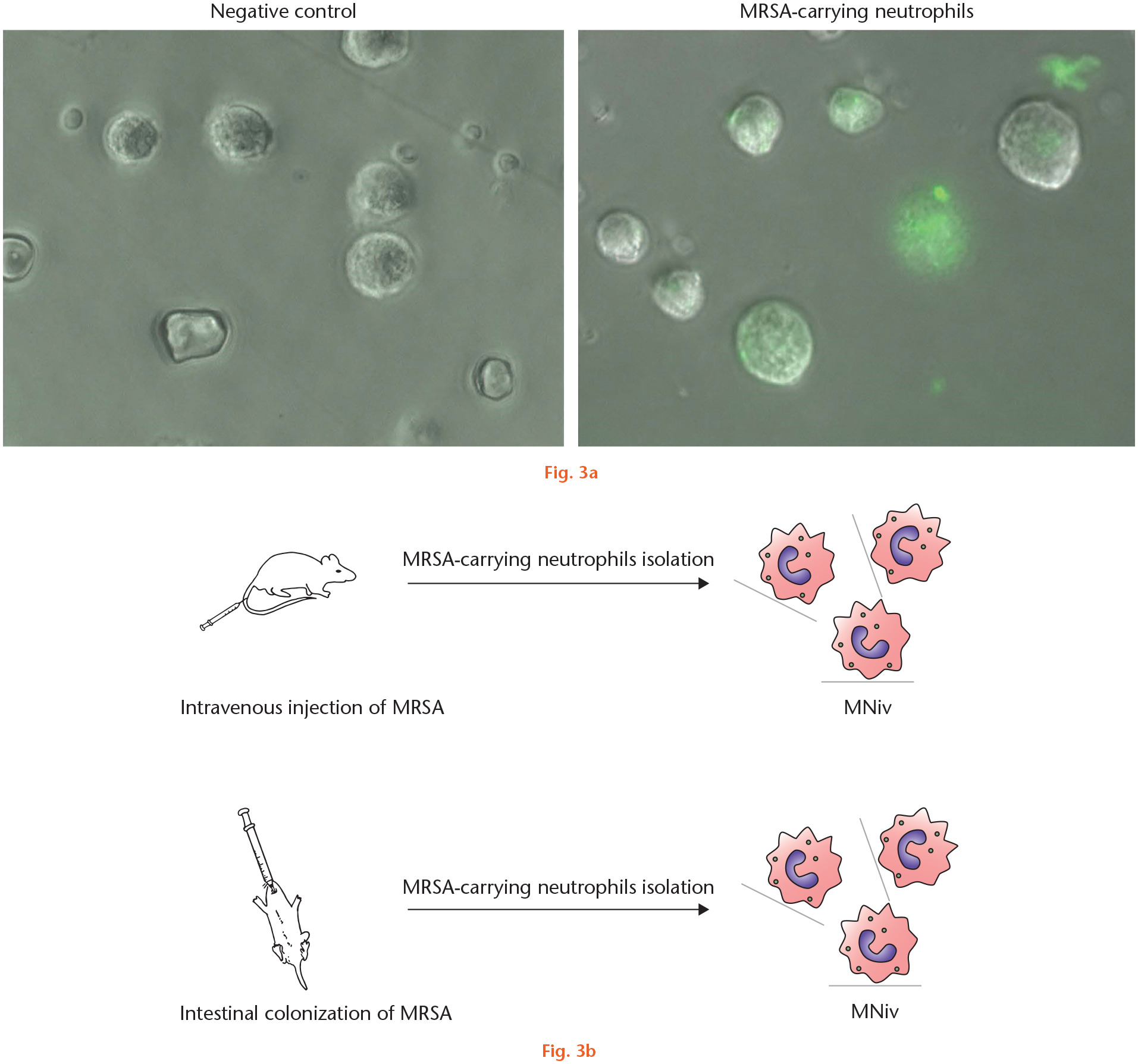 Fig. 3 
            a) A representative image of green fluorescent protein (GFP)-positive neutrophils after flow cytometry isolation. GFP-negative cells obtained from isolation were used as control. b) Schematic definitions of methicillin-resistant Staphylococcus aureus (MRSA)-carrying neutrophils isolated from other rats injected intravenously with MRSA (MNiv) and MRSA-carrying neutrophils isolated from other rats that had undergone intestinal MRSA colonization (MNin).
          