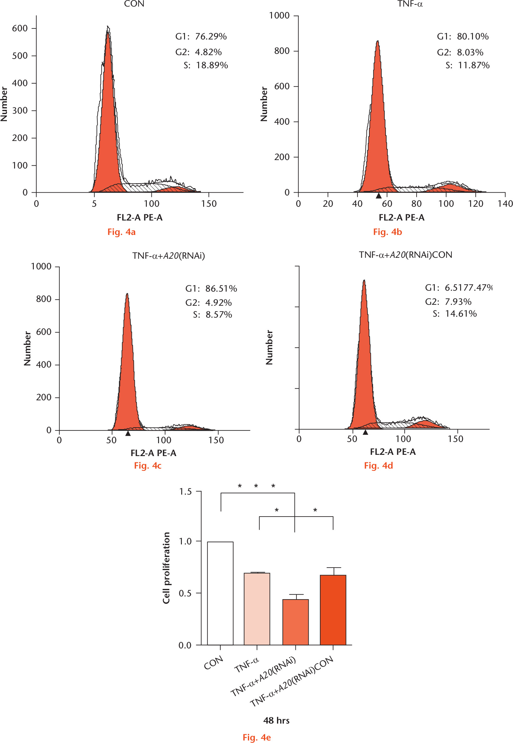 Fig. 4 
            Downregulating A20 expression increased the percentage of G1 phase tumour necrosis factor alpha (TNF-α)-treated nucleus pulposus cells (NPCs) and decreased cell viability. a) to d) Cell cycles were analyzed by flow cytometry in each group. The percentage of NPCs in the G1, G2, and S phases in each group is shown in the respective images. e) The cell proliferation of different test compounds was determined for 48 hours using a Cell Counting Kit 8 (CCK-8) assay. Data are expressed as means (SDs; n = 3). *p < 0.05. CON, control treated with phosphate-buffered saline; RNAi, RNA interference.
          