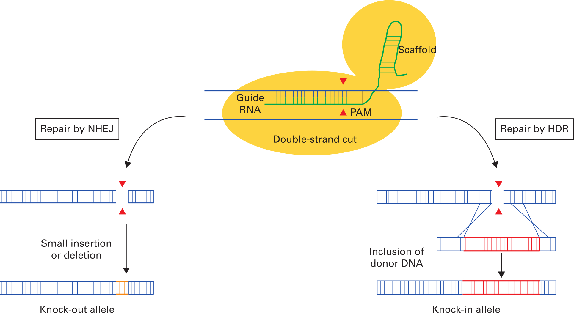 Fig. 1 
          Basic outline of Cas9 genome editing involving the two major DNA repair pathways: non-homologous end-joining (NHEJ) and homology-directed repair (HDR). The initial step is for the clustered regularly interspaced short palindromic repeats (CRISPR)-Cas9 complex to bind to its DNA target. The CRISPR-Cas9 complex comprises Cas9 endonuclease (yellow) and single guide RNA (gRNA) and RNA scaffold (green) that binds to a specific DNA dictated by the gRNA. DNA cleavage will only occur when the gRNA is adjacent to the protospacer adjacent motif (PAM) recognition sequence. Following double-strand cleavage by the Cas9 endonuclease, DNA repair can be mediated by one of two possible mechanisms: NHEJ or HDR. Repair by NHEJ (left pathway) leads to the inclusion of DNA insertions or deletions (orange) resulting in a reading-frame shift, leading to a premature stop codon in the downstream sequence and the ‘knocking-out’ out of the targeted allele. Repair by HDR (right pathway) in the presence of donor DNA (red) targeted to the cut site results in insertion of the donor DNA sequence at the site of the DNA strand break and a ‘knock-in’ allele. Image adapted from Cribbs AP, Perera SMW. Science and Bioethics of CRISPR-Cas9 Gene Editing: An Analysis Towards Separating Facts and Fiction. Yale J Biol Med. 2017;90(4):625–634.
        