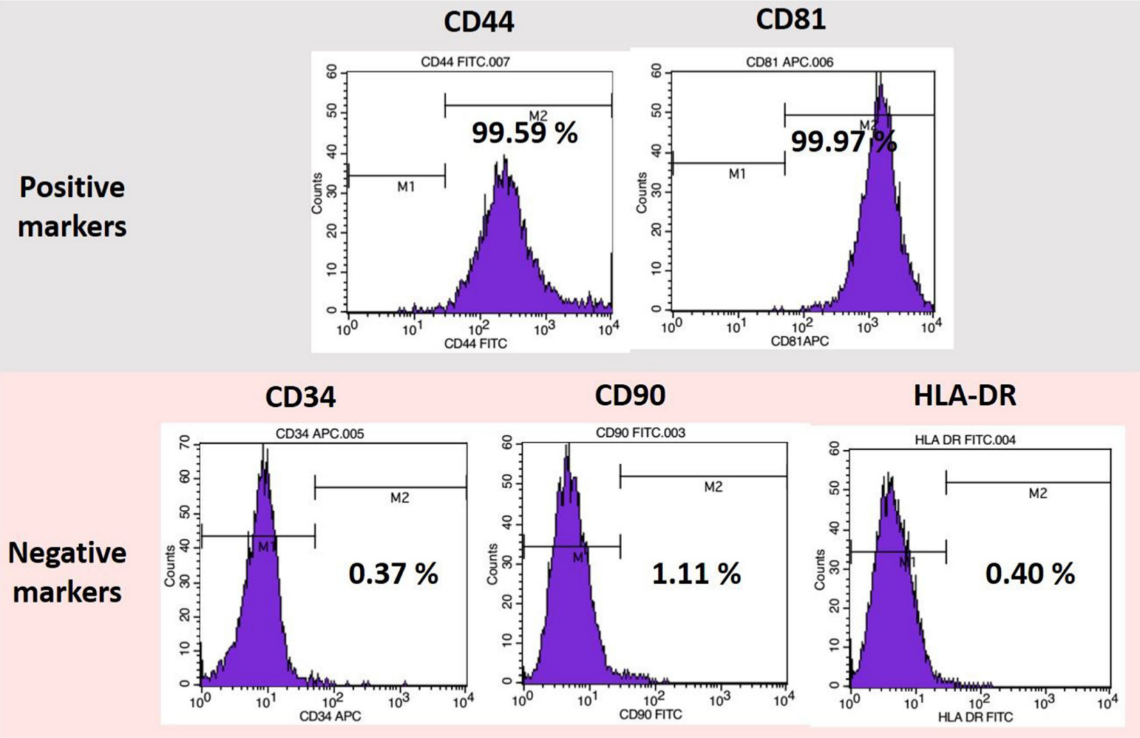 Fig. 1 
            Flow cytometry analysis showing the expression of mesenchymal stem cell (MSC) surface markers in rabbit bone marrow MSCs (BM-MSCs) (n = 3). The BM-MSC stained > 99% positive for CD44 and CD81 MSC surface markers and negative for CD34, CD90, and human leukocyte antigen - DR isotype (HLA-DR). APC, allophycocyanin; FITC, fuorescein isothiocyanate.
          