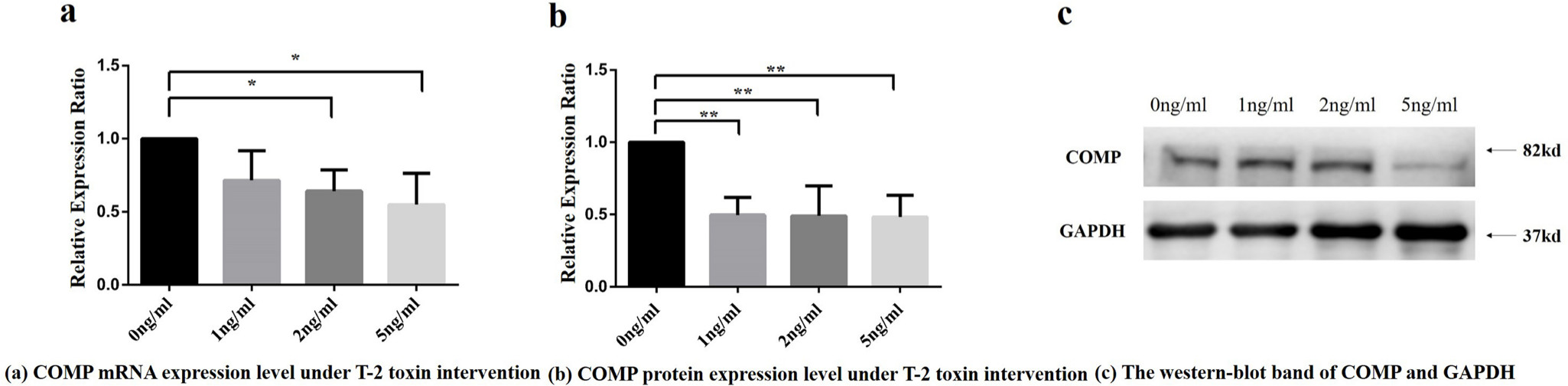 Fig. 2 
            Cartilage oligosaccharide matrix protein (COMP) messenger RNA (mRNA) and protein relative expression ratio under different concentrations of T-2 toxin intervention. a) COMP mRNA relative expression ratio under different concentrations of T-2 toxin intervention. Note: Compared with the control group, *p < 0.05. Using Dunnett-t test, 2 ng/ml and 5 ng/ml T-2 toxin concentration intervention group were statistically significant compared to 0 ng/ml toxin intervention group. b) COMP protein relative expression of integrated optical density (IOD) values under different T-2 toxin concentrations. Note: Using Dunnett-t test, the values in 1 ng/ml, 2 ng/ml, and 5 ng/ml T-2 toxin concentration intervention groups were found to be statistically significant compared with the 0 ng/ml toxin intervention group, respectively, **p < 0.01. c) The western blot band of COMP and reference protein in four groups with different T-2 toxin treatment concentrations. GADPH, glyceraldehyde-3-phosphate dehydrogenase.
          