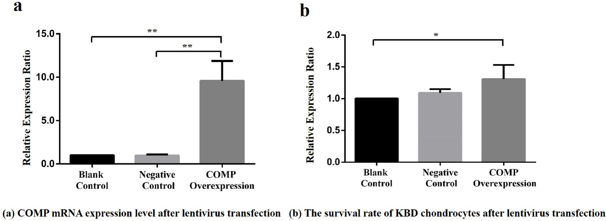 Fig. 3 
            a) Relative expression ratio of cartilage oligosaccharide matrix protein (COMP) overexpressing lentivirus in articular chondrocytes among the blank control, negative control, and COMP overexpression groups. Compared with the COMP overexpression group, the mean COMP expression levels in the blank control group and negative control group were reduced significantly (7.25, SD 4.69 and 10.12, SD 2.86, respectively; all **p < 0.001, Dunnett-t test). b) Effect of COMP overexpression of lentivirus on the activity of articular chondrocytes in Kashin-Beck disease (KBD) among the blank control, negative control, and COMP overexpression groups. Compared with the COMP overexpression group, the mean survival rate of KBD chondrocytes in the blank control group was reduced (1.31, SD 0.22; *p < 0.05, Dunnett-t test).
          