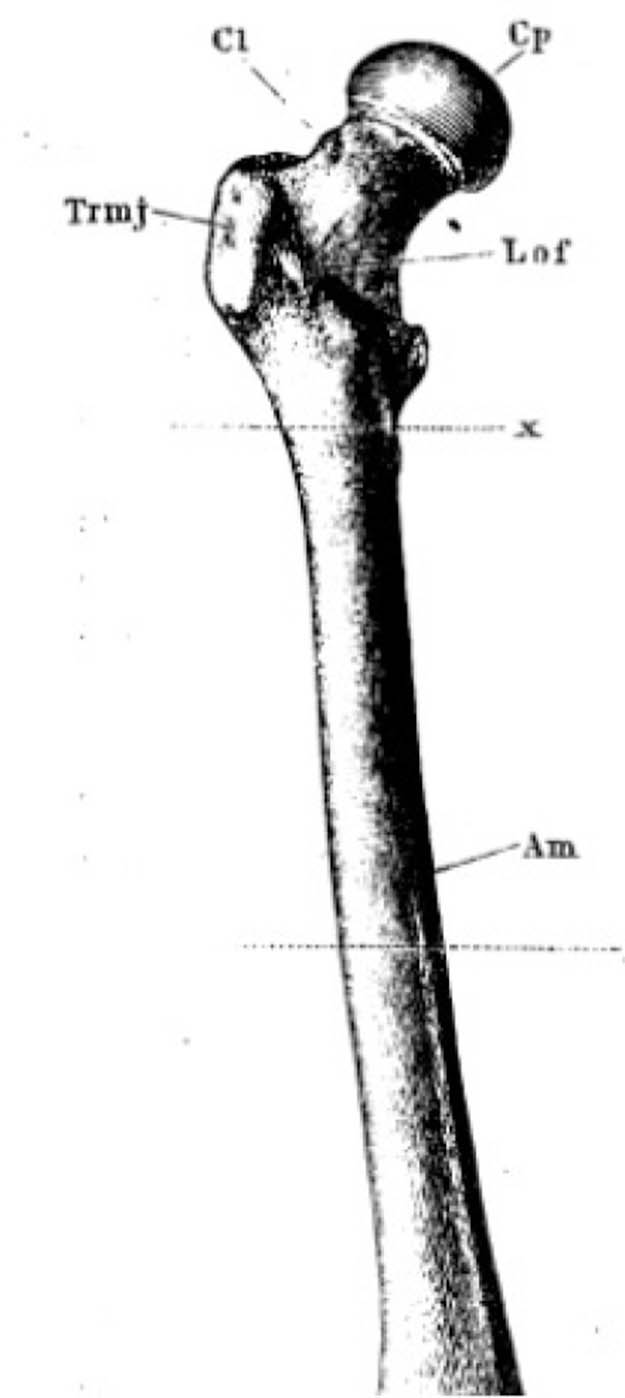 Fig. 1 
            Henle’s depiction of the femur. Surface markings on the anterosuperior surface of the femoral neck can be seen.
          