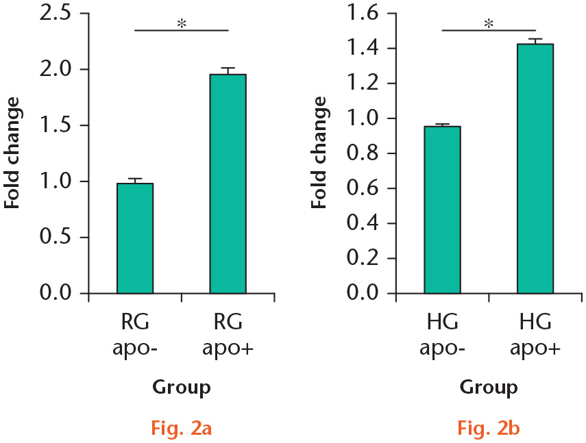  
            a) At 48 hours, cell proliferation in the regular-glucose with apocynin (RG apo+) group was significantly higher than in the control group (RG apo–). b) Cell proliferation in the high-glucose with apocynin (HG apo+) group was significantly higher than that in the high-glucose without apocynin (HG apo–) group. *p < 0.05.
          