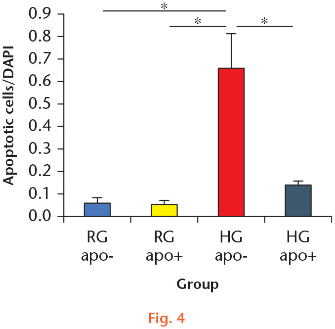  
            Quantification of the number of apoptotic cells. The number of apoptotic cells was analyzed by fluorescence intensity normalized to cell number. The number of apoptotic cells in the high-glucose without apocynin (HG apo–) group was significantly higher than that in the regular-glucose without apocynin (RG apo–) and with apocynin (RG apo+) groups at 48 hours. The number of apoptotic cells in the HG apo+ group was significantly decreased compared with that in the HG apo– group. *p < 0.05. DAPI, 4’,6-diamidino-2-phenylindole.
          