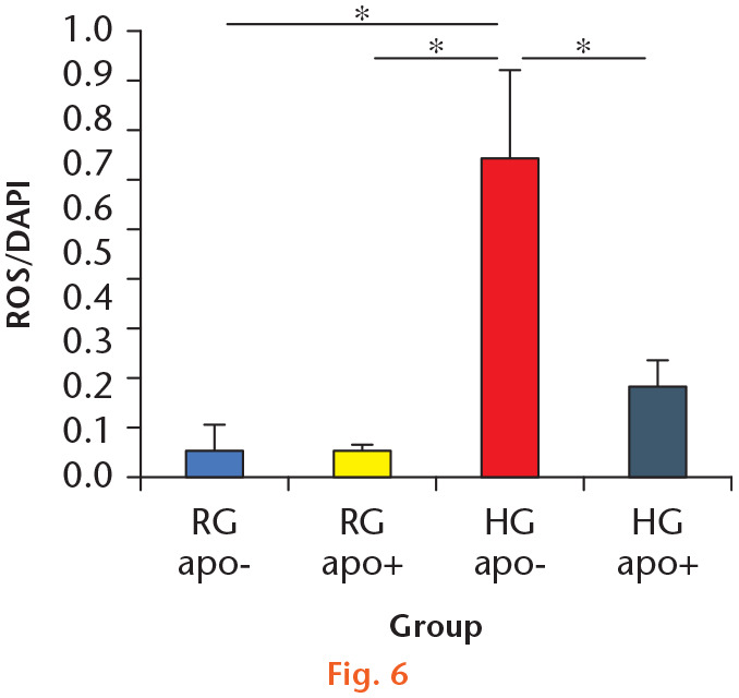 Fig. 6 
            Quantification of the accumulation of reactive oxygen species (ROS). ROS accumulation was analyzed by fluorescence intensity normalized to cell number. The ROS accumulation in the high-glucose without apocynin (HG apo–) group was greater than that in the regular-glucose without apocynin (RG apo–) and with apocynin (RG apo+) groups at 48 hours. Alternatively, the ROS accumulation in the high-glucose with apocynin (HG apo+) group was greater than that in the regular-glucose groups. However, there was no significant difference. The ROS accumulation in the HG apo+ group was significantly smaller than that in the HG apo– group. *p < 0.05. DAPI, 4’,6-diamidino-2-phenylindole.
          