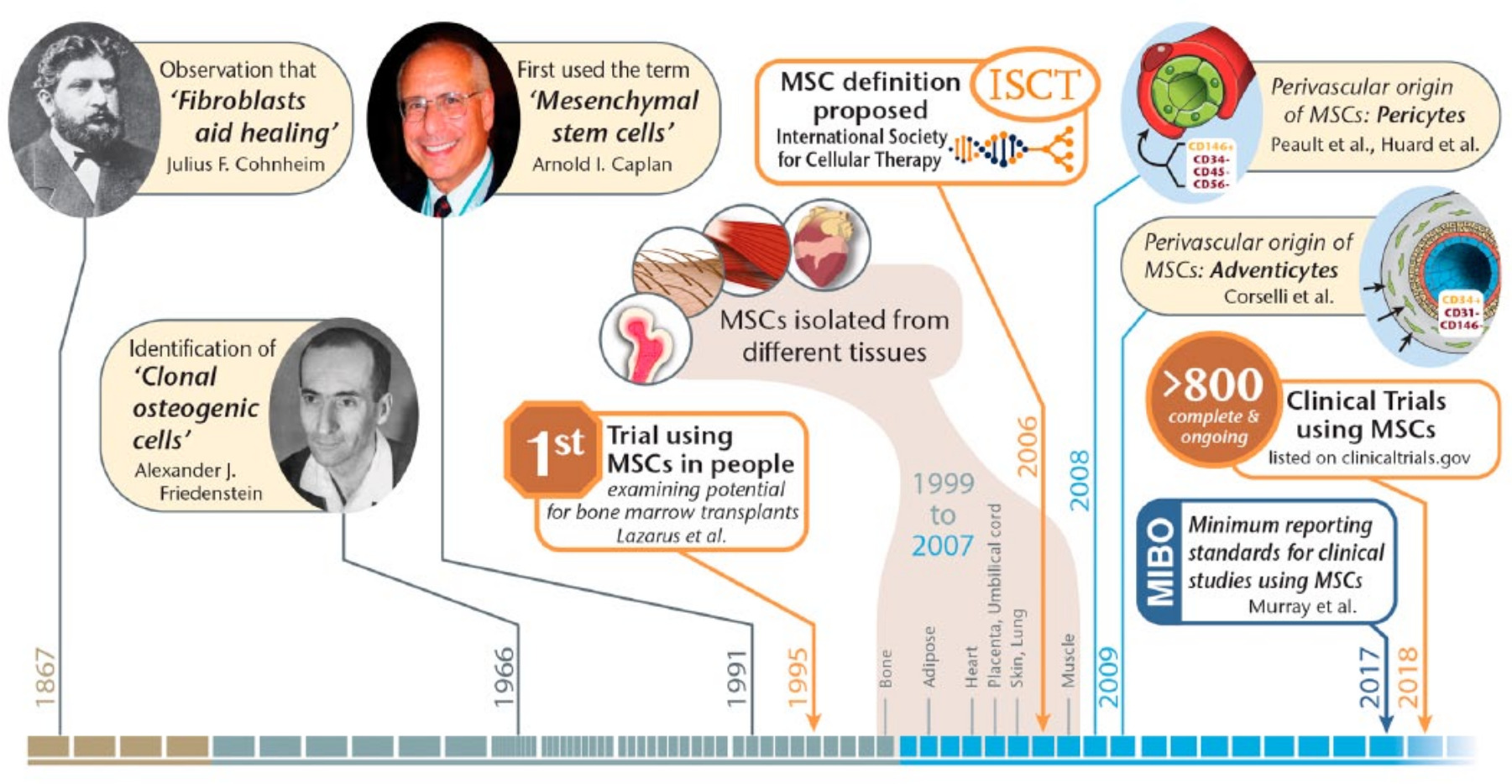 Fig. 2 
            A timeline of mesenchymal stem/stromal cells. Note that clinical trials using these cells have been running long before it was known where these cells resided within native tissues.
          