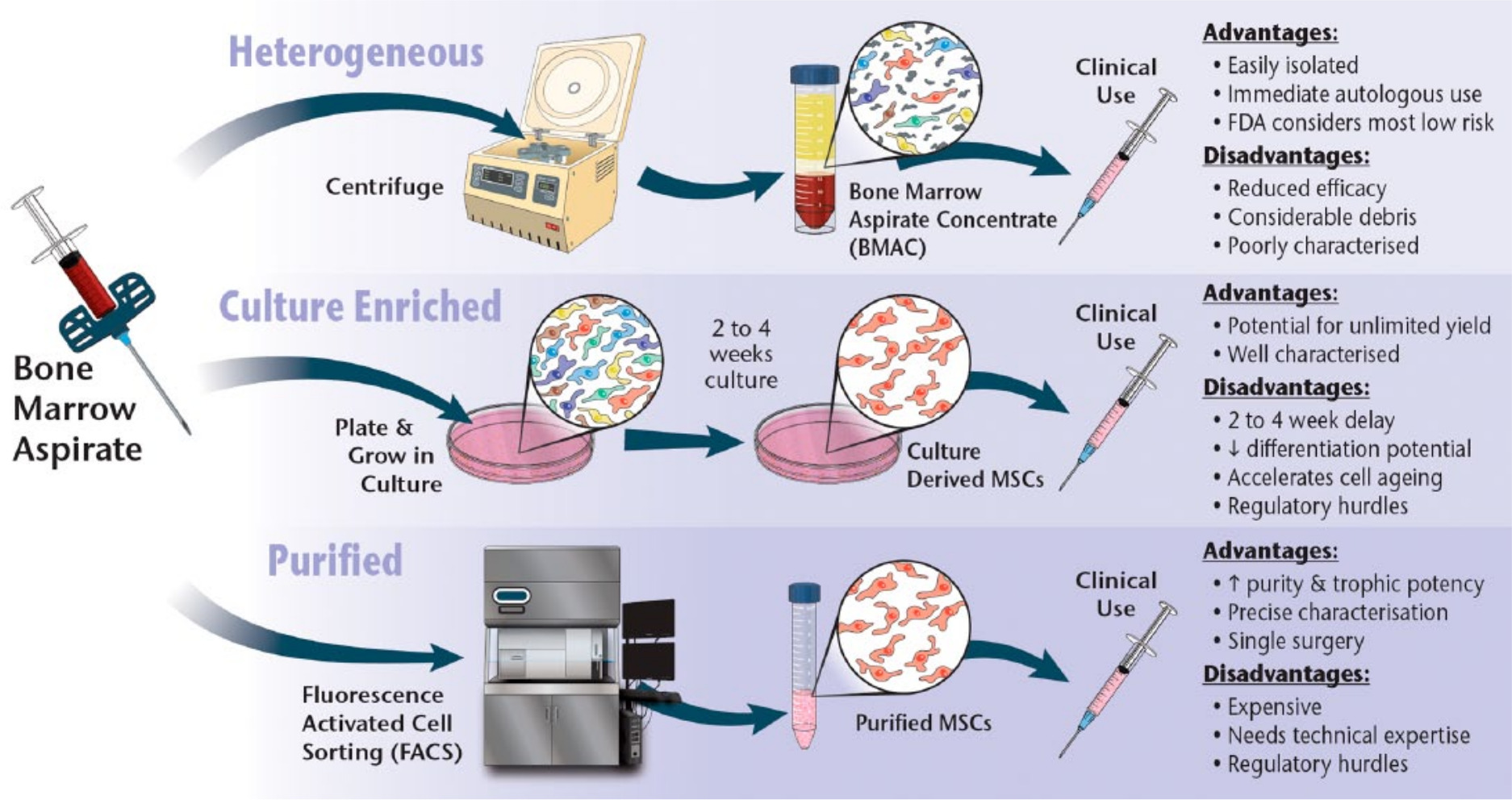 Fig. 3 
            Mesenchymal stem/stromal cell (MSC) preparations can be broadly categorized based on whether the preparations are heterogenous (contained MSCs remain mixed with other cell types), the preparations have been enriched for MSCs through laboratory culture, or the MSCs have been purified through cell sorting techniques. Similar categories of cells can be prepared from multiple different tissue types including bone marrow (shown here), adipose tissue and periosteum.
          