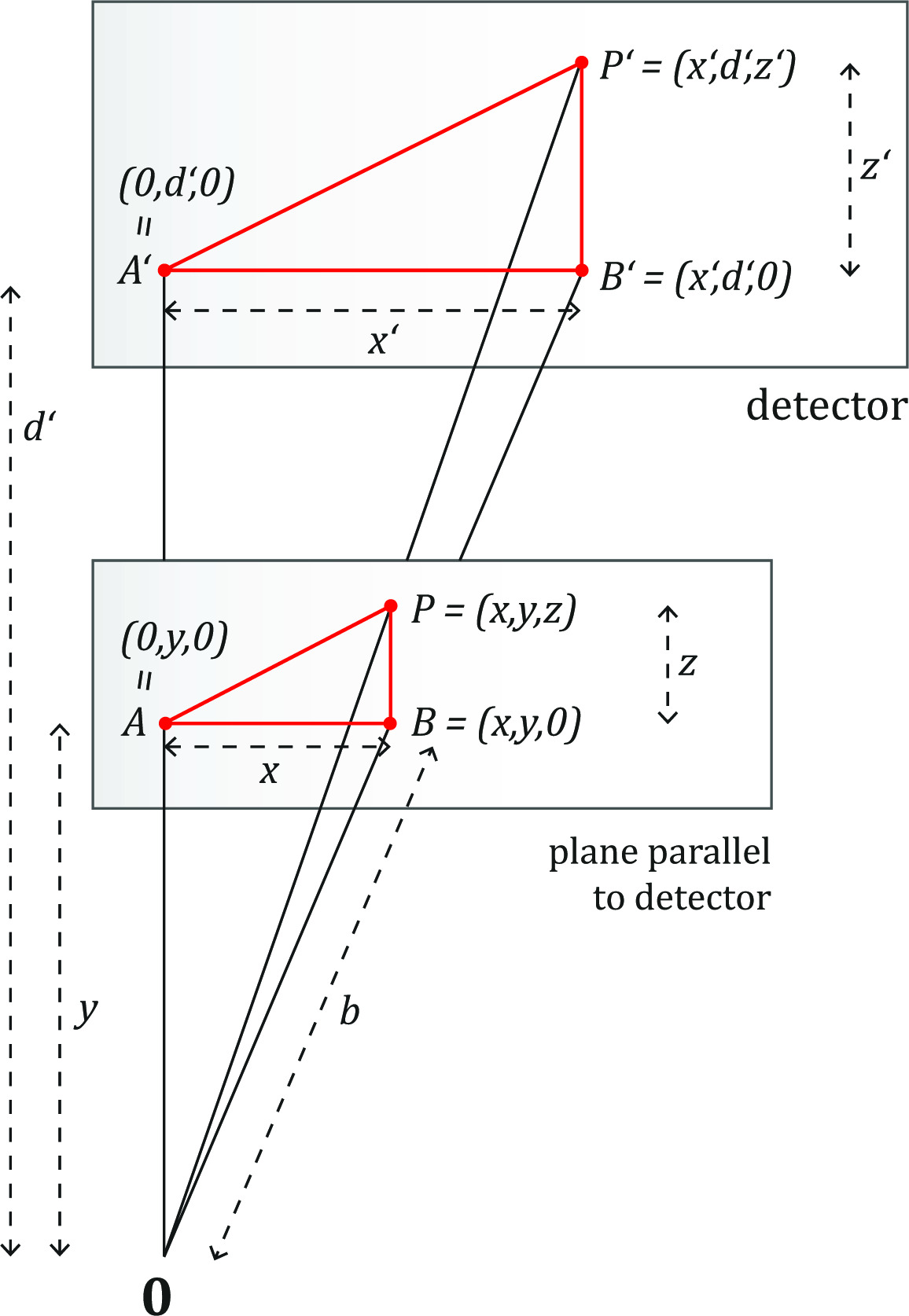 Fig. 2 
            Geometric drawing illustrating the intercept theorem used to derive the relationship between an arbitrary point P = (x, y, z) and its image P' = (x', d', z') located on the detector (first step of model construction). The Cartesian coordinate system has its origin O at the X-ray source and its y-axis coincides with the direction of the central X-ray beam. The source-image distance is denoted by d′.
          