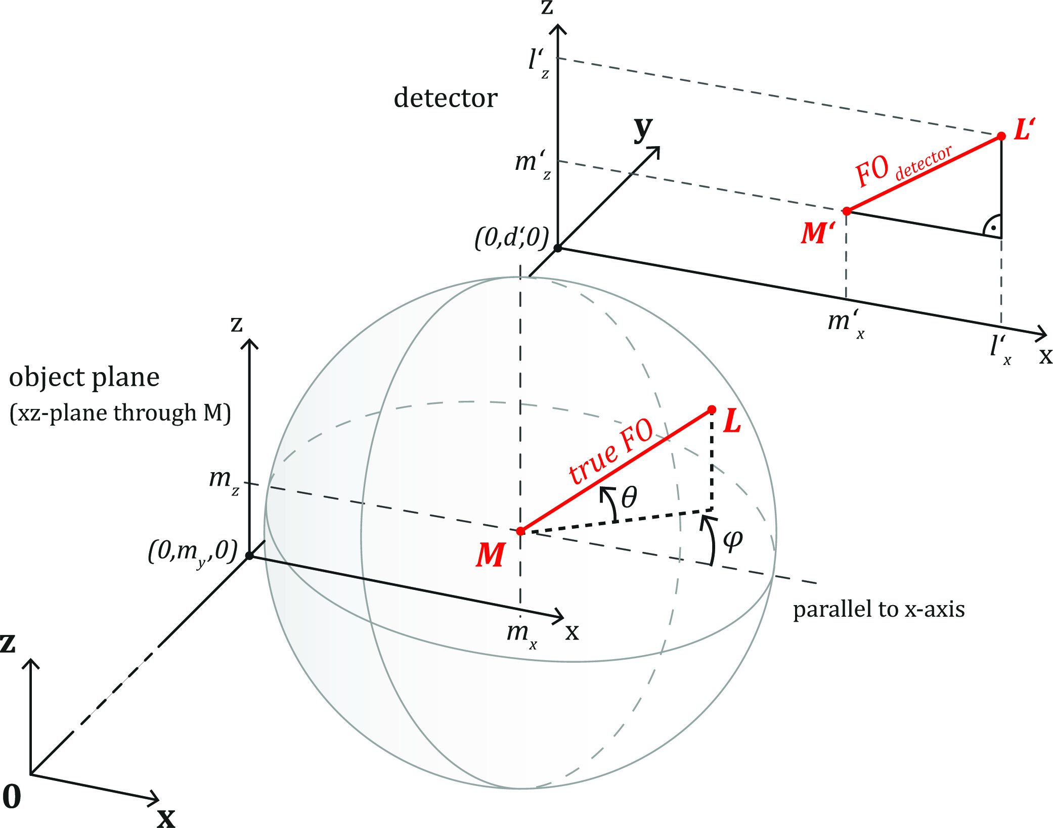 Fig. 3 
            Geometric drawing used for the second step of model construction. M = (mx, my, mz) is the femoral head centre. L = (lx, ly, lz) lies on a sphere with centre M and radius equals true femoral offset (FO) and is determined by knowing two angles θ (leg abduction/adduction) and φ (femoral neck rotation). The FO projected onto the detector (FOdetector) is the distance between the points M' = (m'x, d', m'z) and L' = (l'x, d', l'z) and can be calculated using the Pythagorean theorem.
          